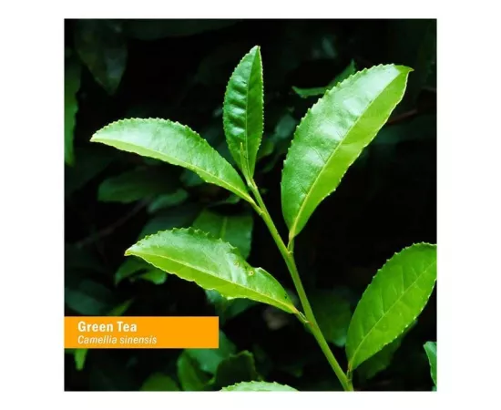Herb Pharm Green Tea Glycerite 1 Oz
